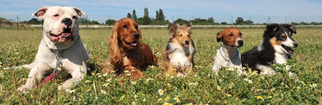 Training Tracks Canine Learning Station