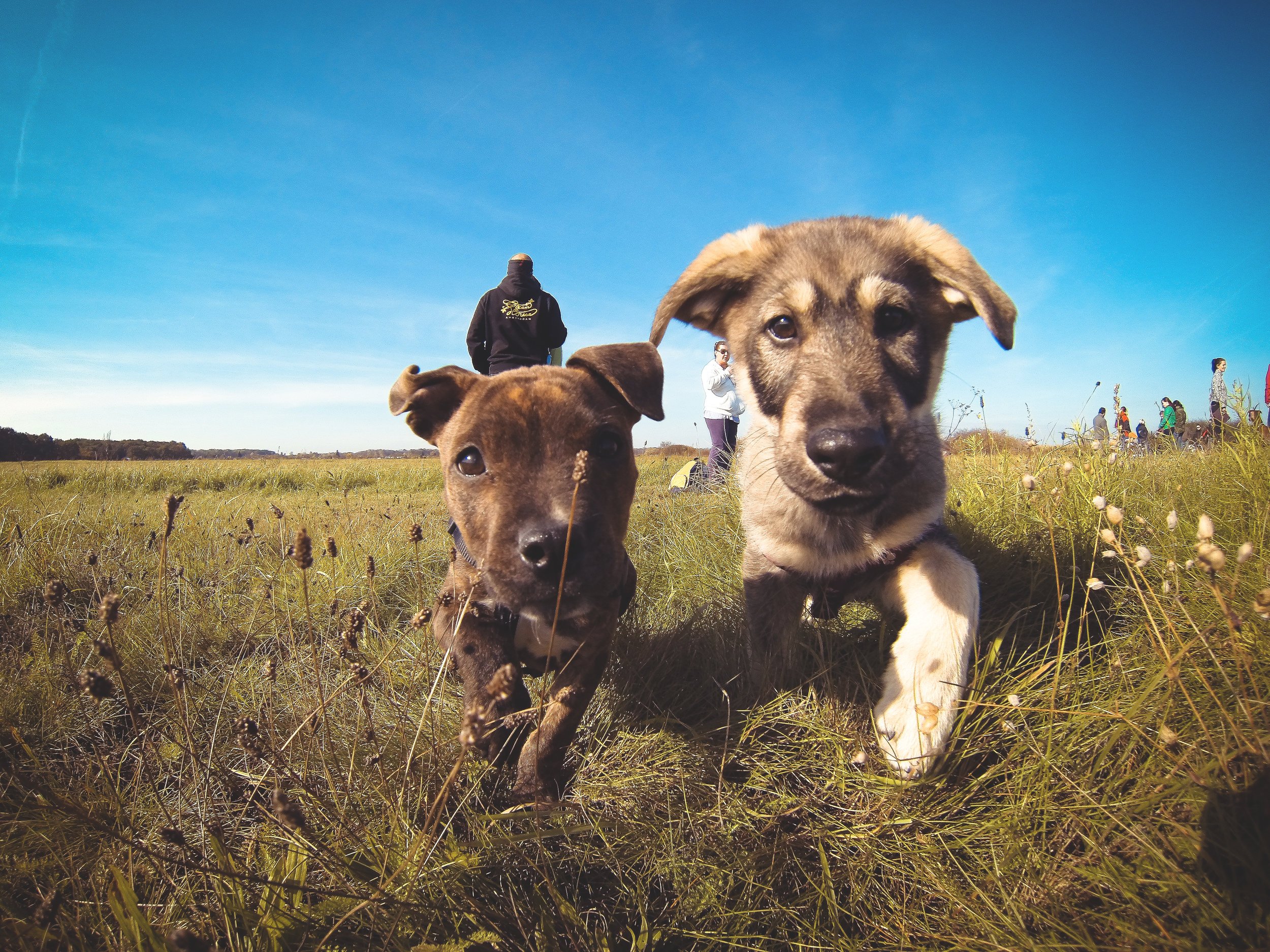 Good Paws Training