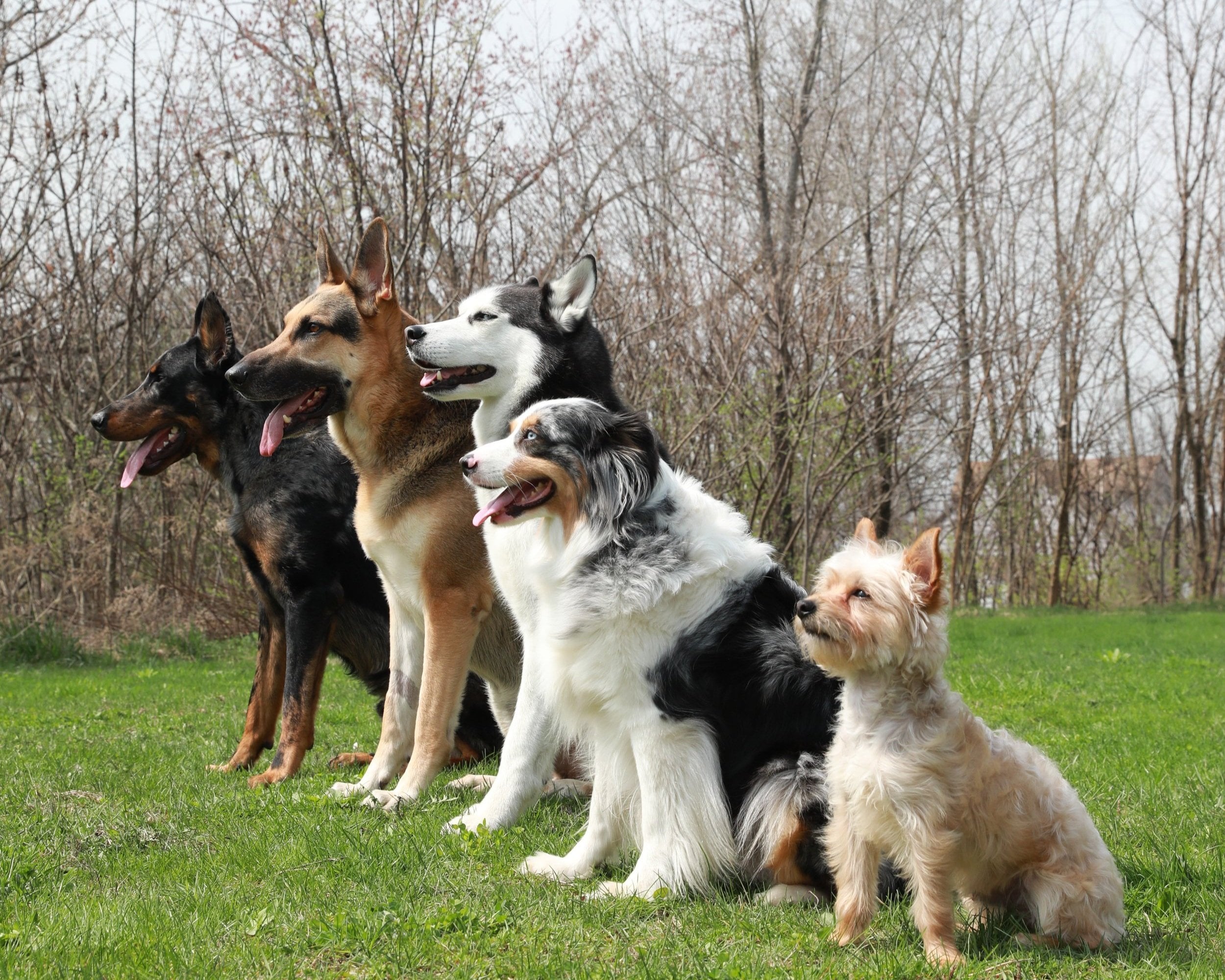Lorenzo’s Dog Training Team, LLC