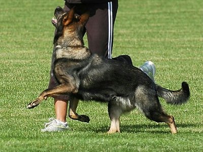North Coast K-9 Training & Boarding