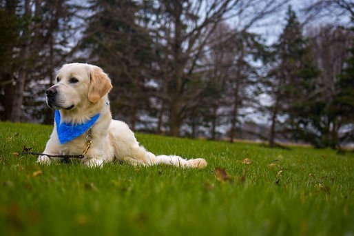 Dulebohn Dog Training