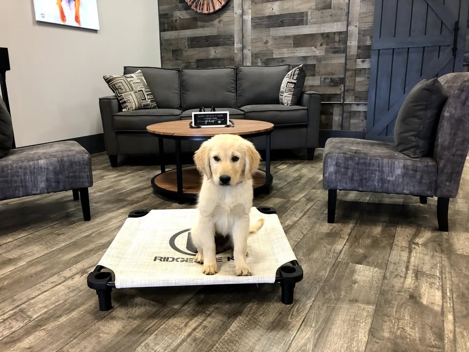 Ridgeside K9 Ohio — dog trainer in Canton, OH