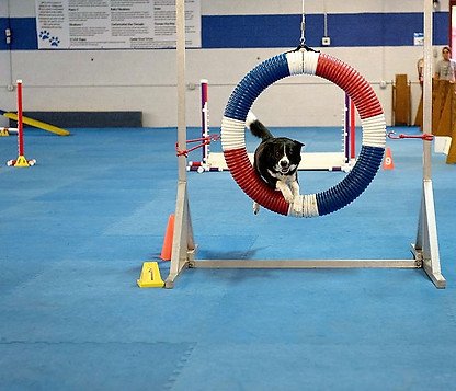 All Breed Training Club