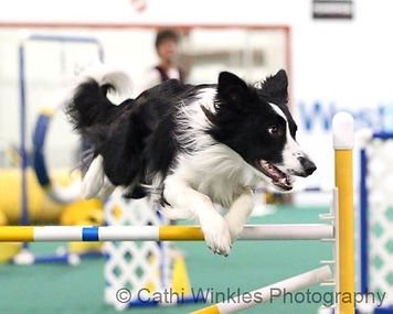 Pinnacle Dog Sports Llc