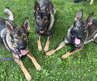 Precision K9’s