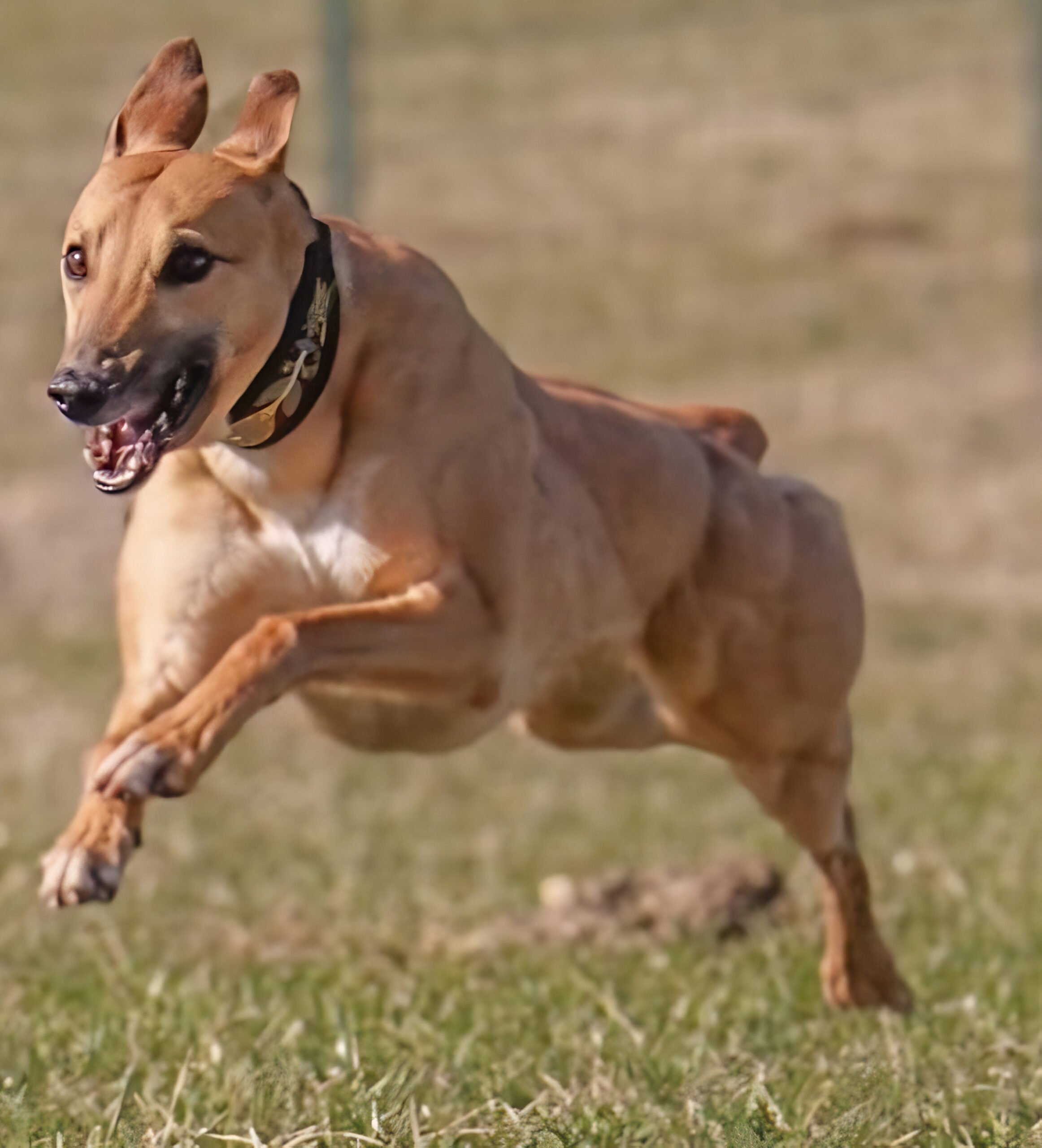 K9 Splash Zone