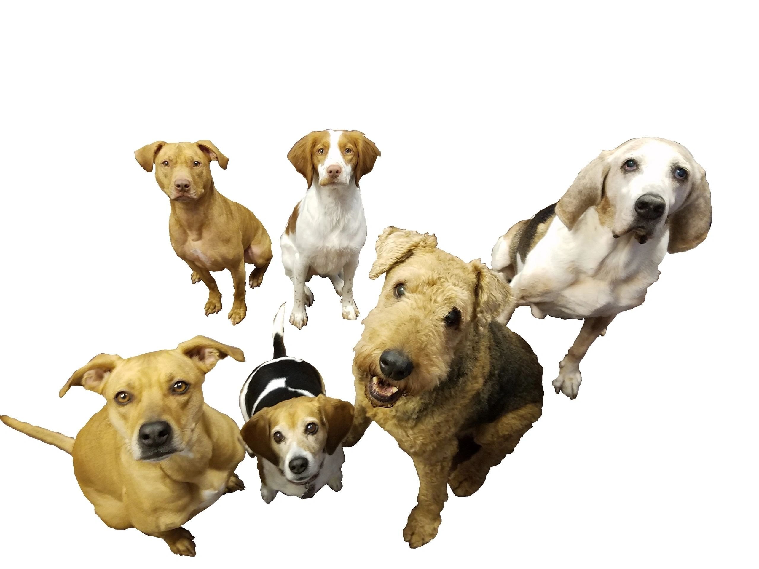 Let’s Train! Dog Training