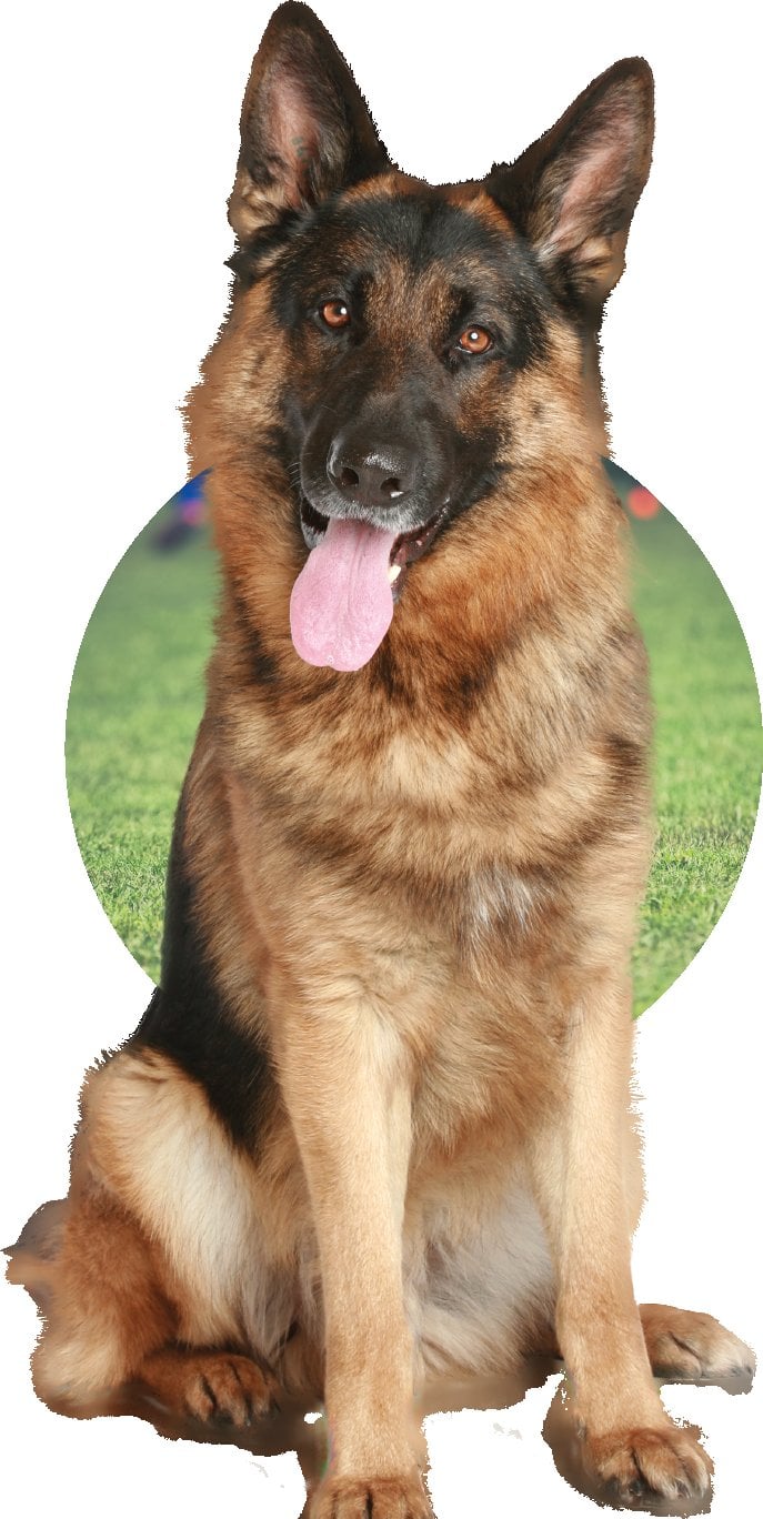 National K-9 Learning Center