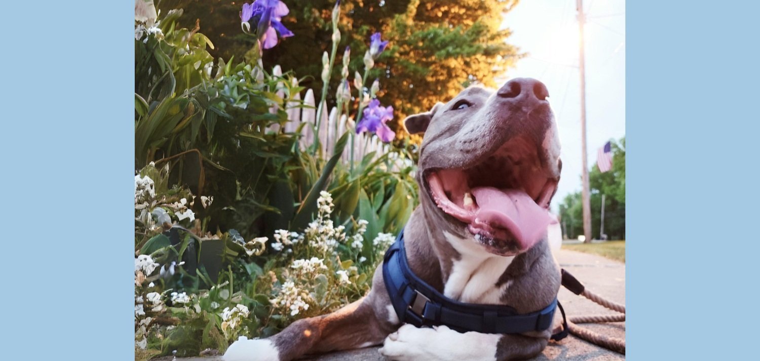 Second Chance Canine, LLC.