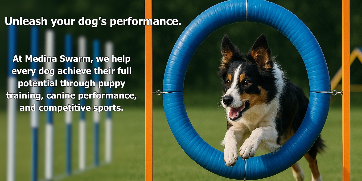 Medina Swarm Agility and Dog Training