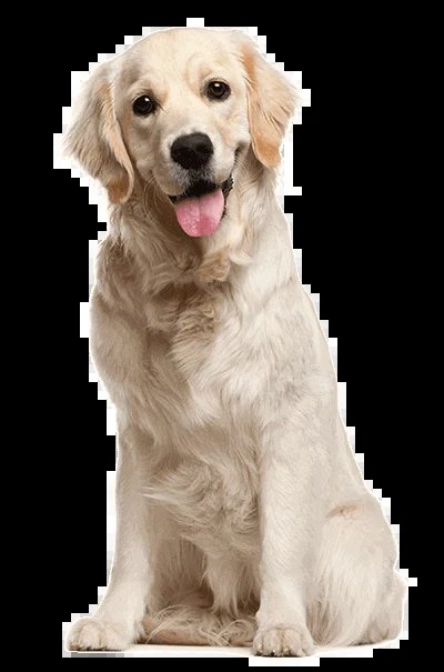 Dog Training Personalized