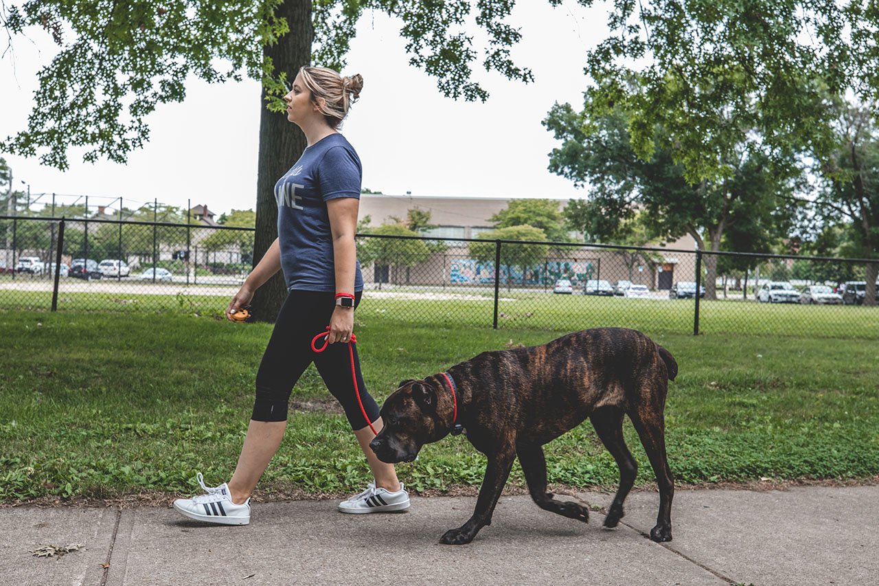 Heights Canine