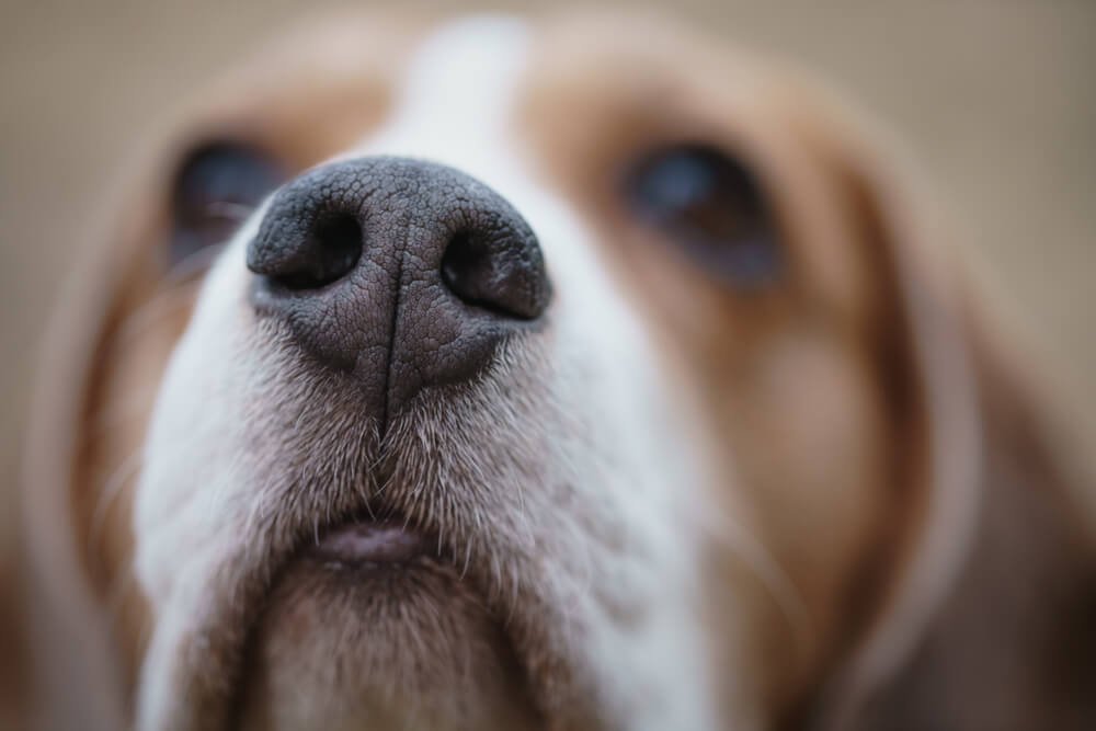 Cold Nose Companions Dog Training