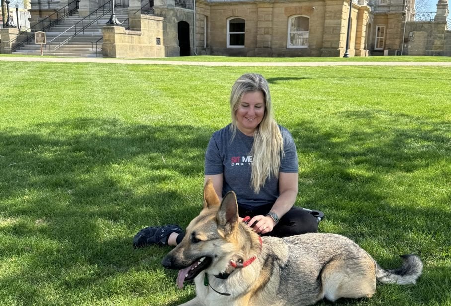Sit Means Sit Dog Training Licking Valley