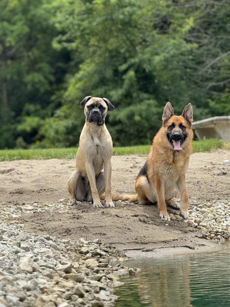 Up N Atom Dog Training and Daycare — dog trainer in Cleveland, OH