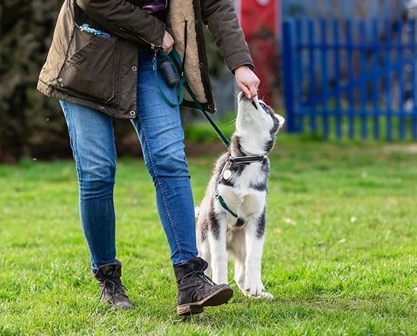 Cleveland All-Breed Training Club