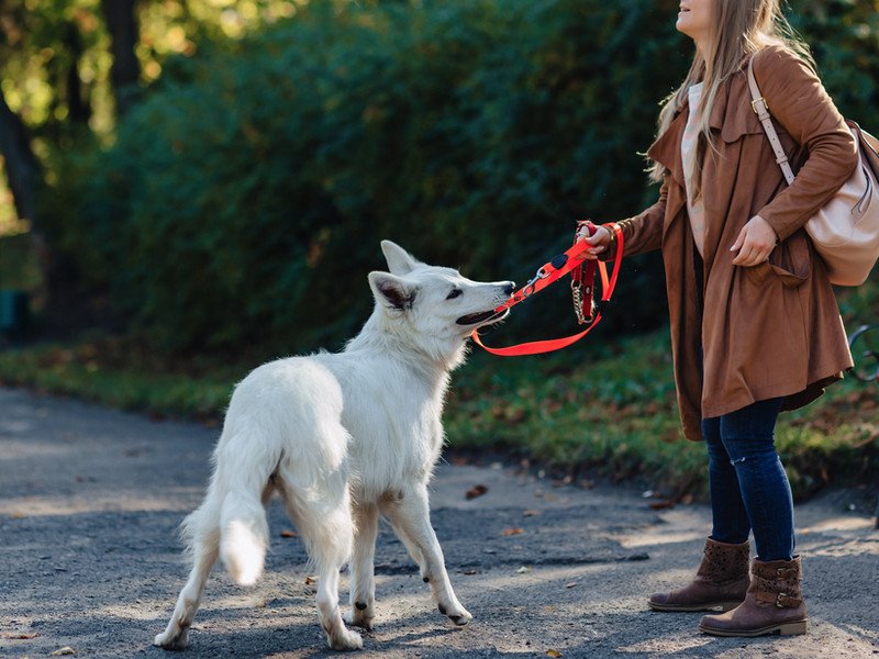 AlphA and Omega Dog Training