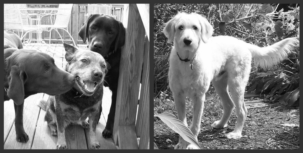 Bodemer’s Canine Training