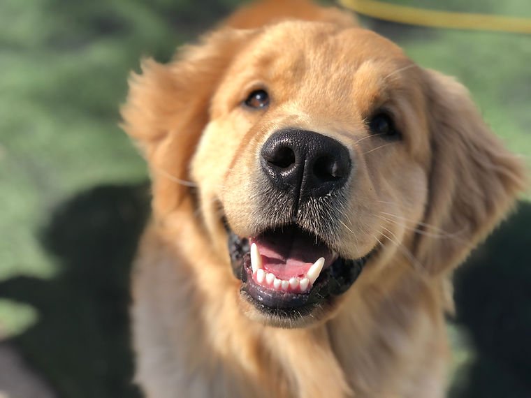 Process Canine