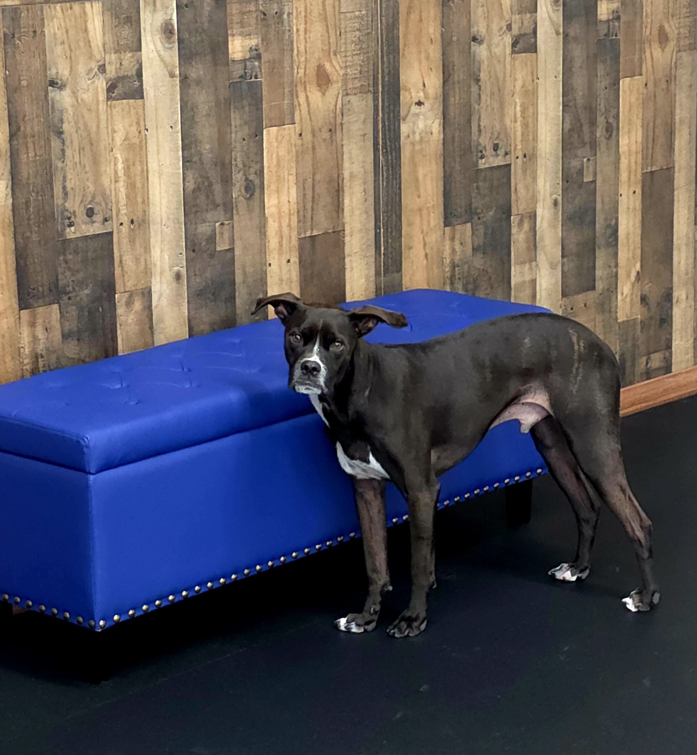 New Era Dog Training
