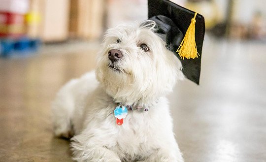 AB Dog Training, LLC
