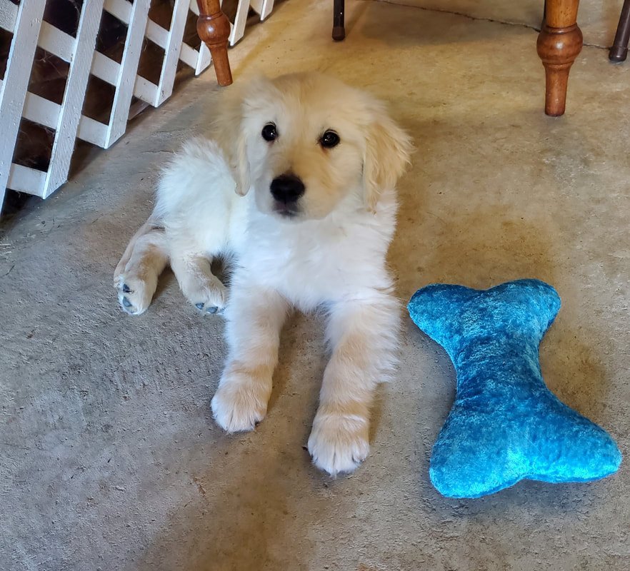 Pawsitive Play Dog Training