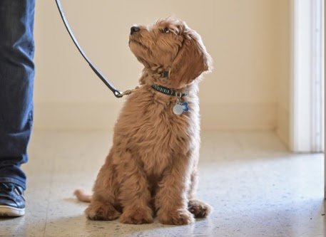 Dynamic Canine Training