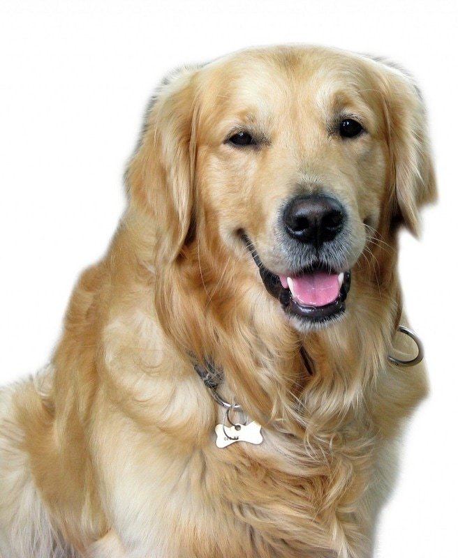 Club K-9 Training Center