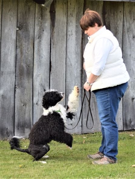 The Naughty Dog Training