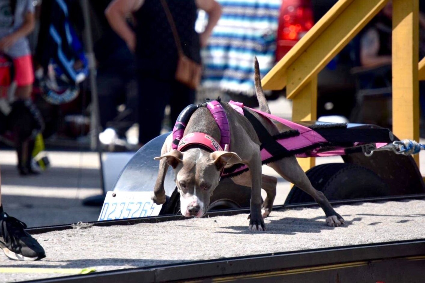 Atlas Canine