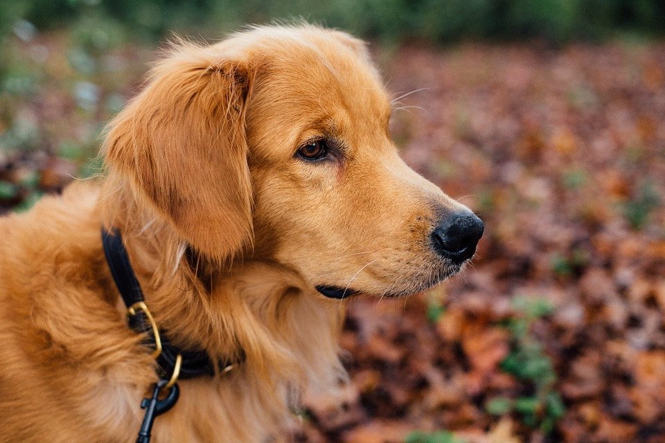 Pack Rules Dog Training