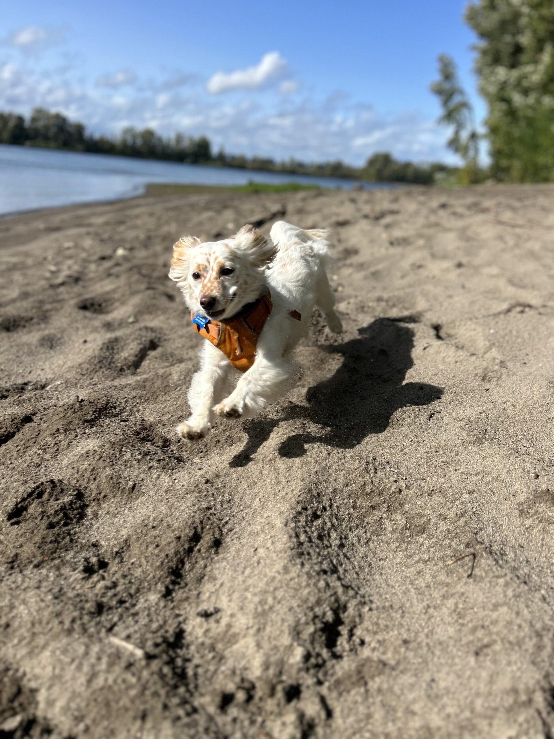 The People's Pup - Adventures and Training — dog trainer in Akron, OH