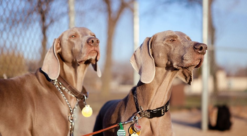 Who’s the best dog professional dog training