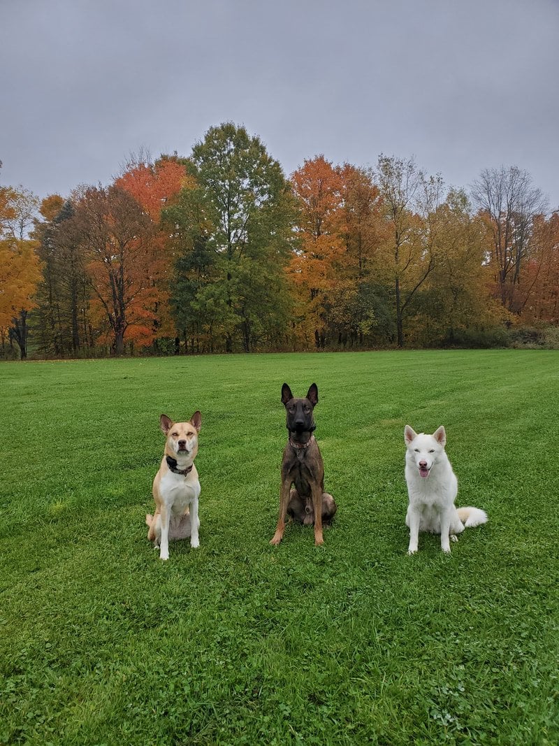 Cold Creek Dog Training Ohio