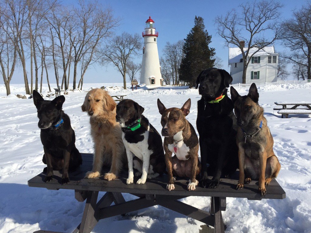 Erie Shores K9 Academy, LLC