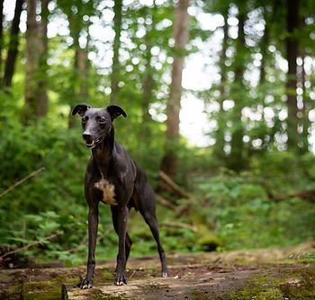 Adventure Unleashed Dog Training