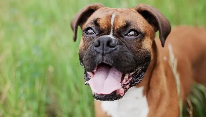 Alpha-Dog Pet Centers, L.L.C.