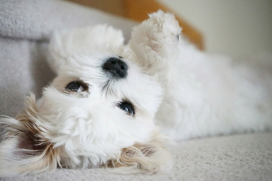 Dog Gone Crazy, Inc.