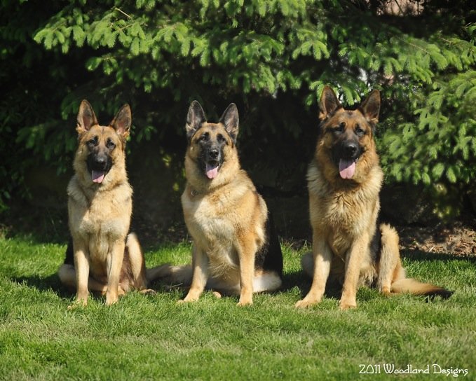 Peters Elite Shepherds