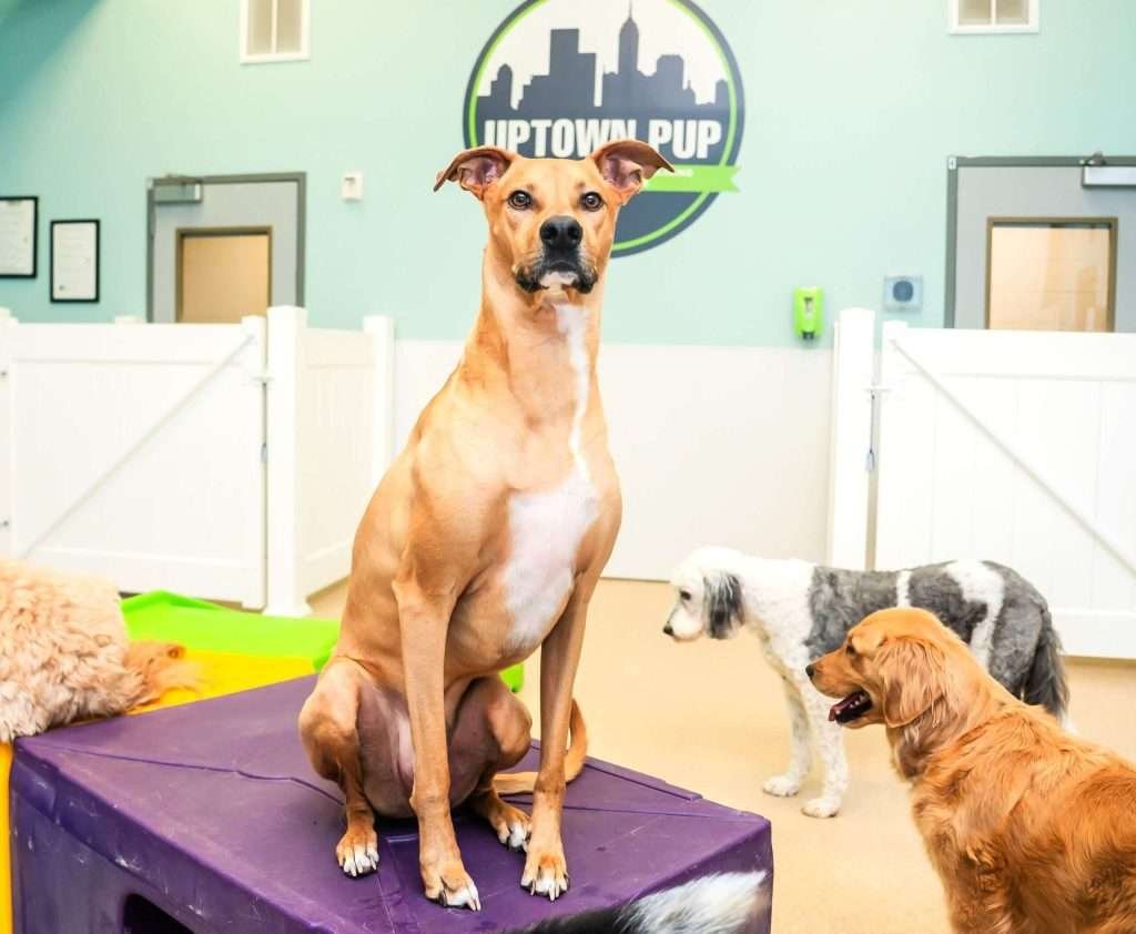 Uptown Pup