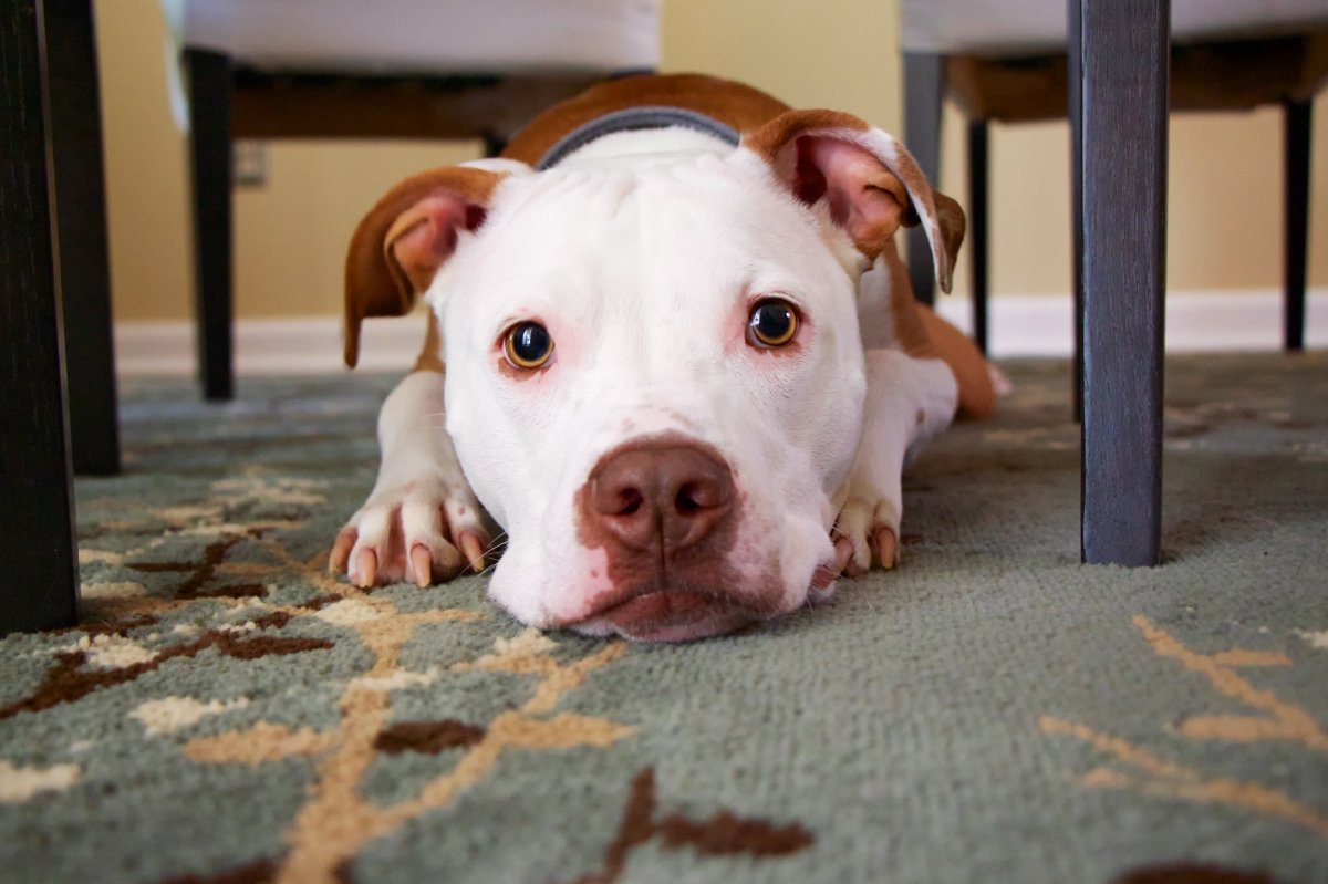 West Chester Dog Training