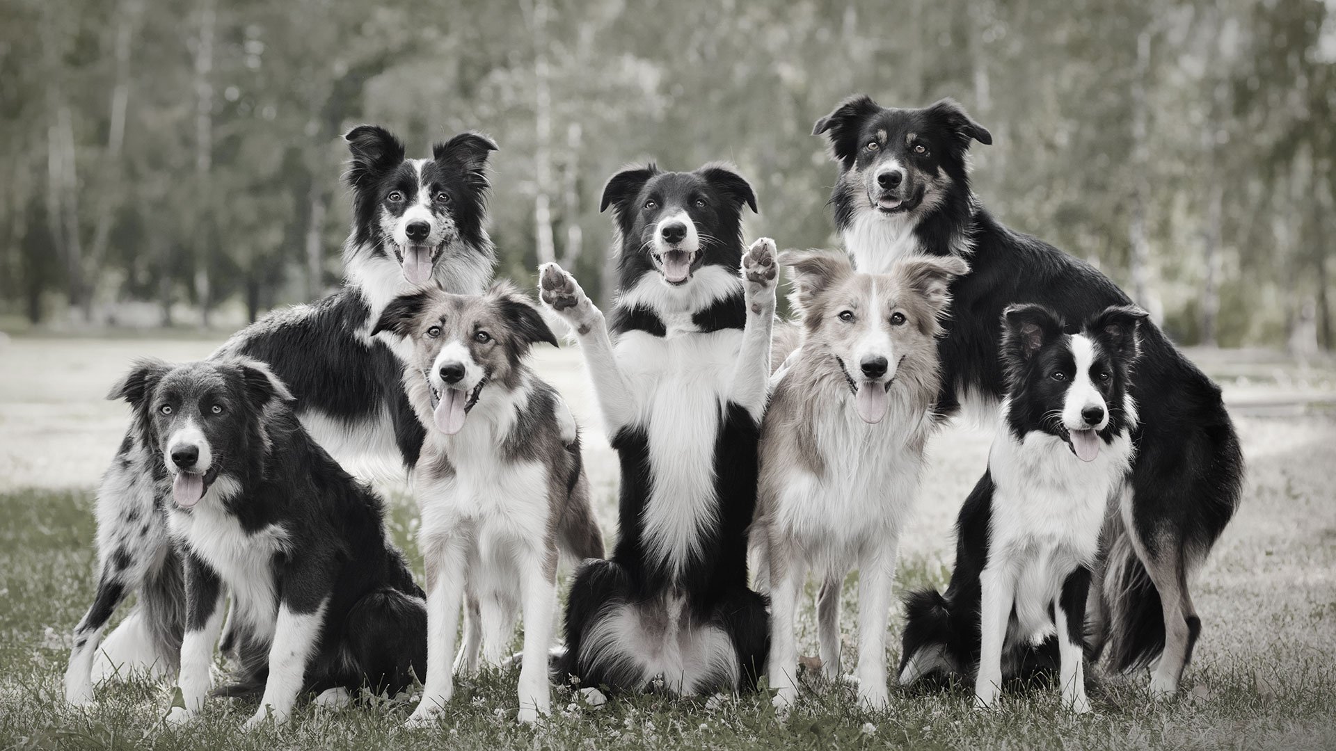 Whole Dog University