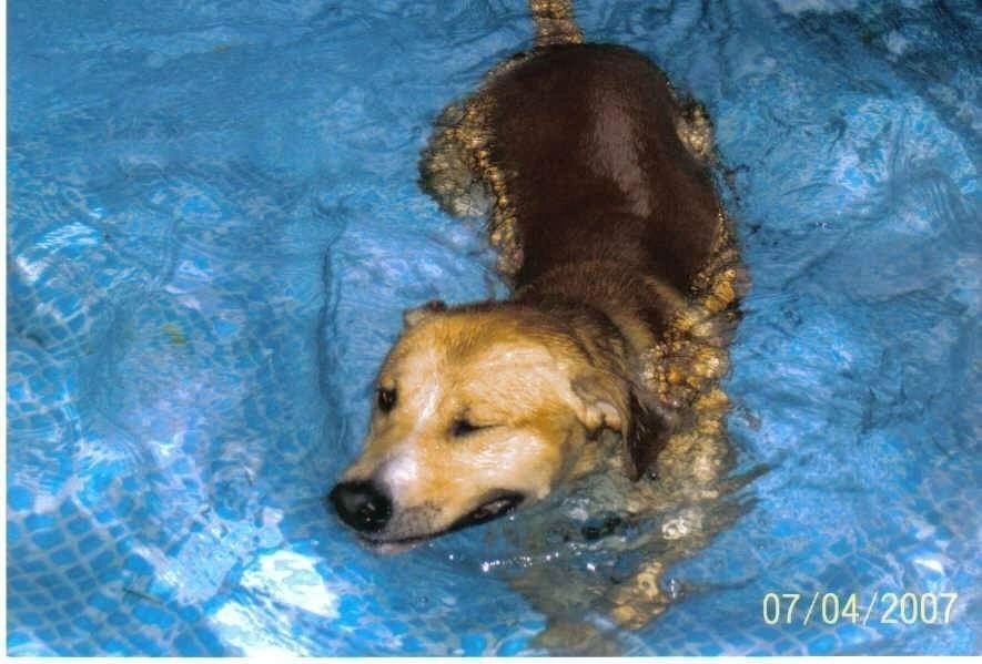 Woofly Dog Training, LLC
