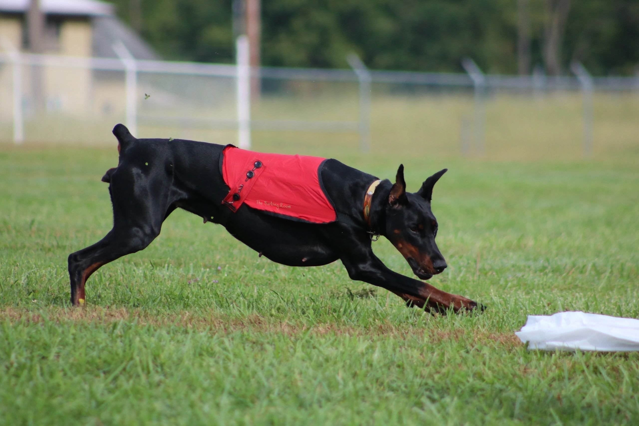 Xcel Canine Training Center Inc