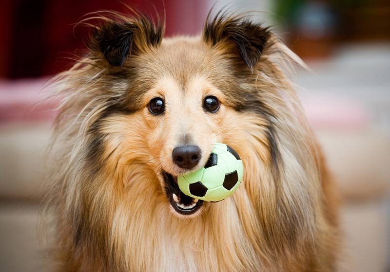 Lead Me On Professional Dog Training, Daycare, Grooming & Resort