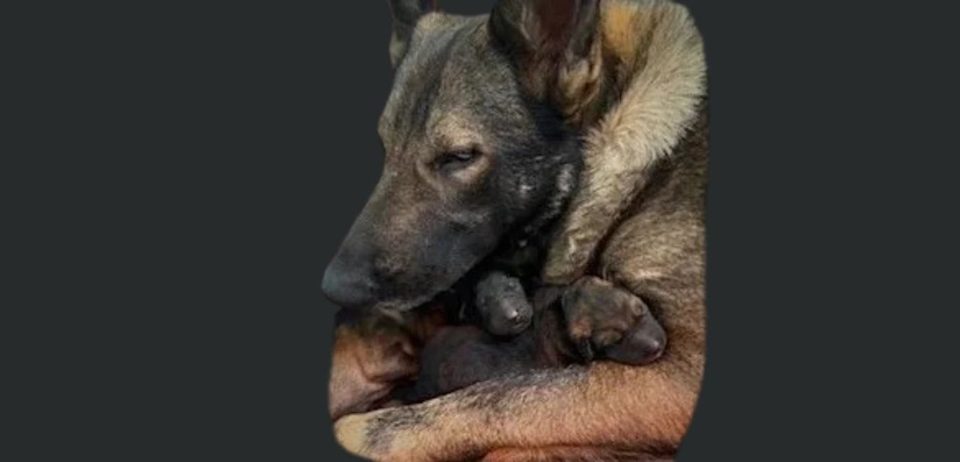 Old World K9