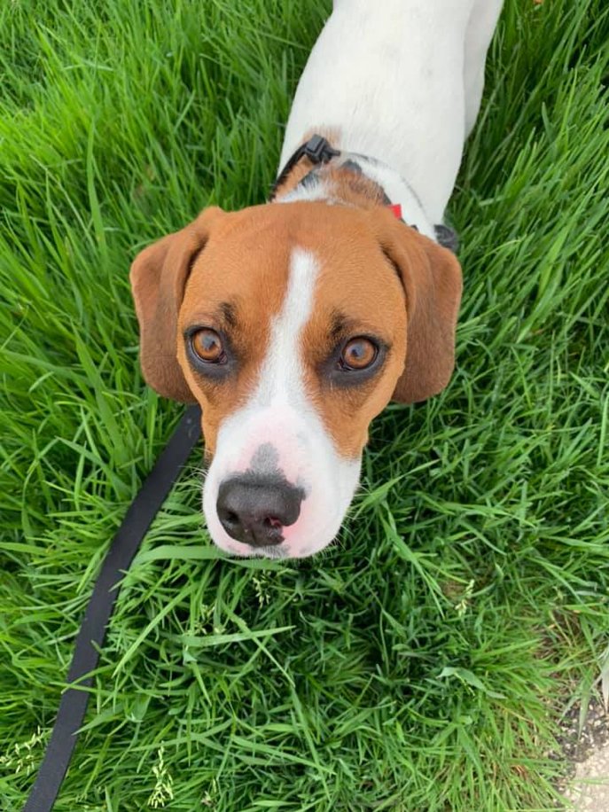 Something Els Dog School LLC Positive Reinforcement Dog Training