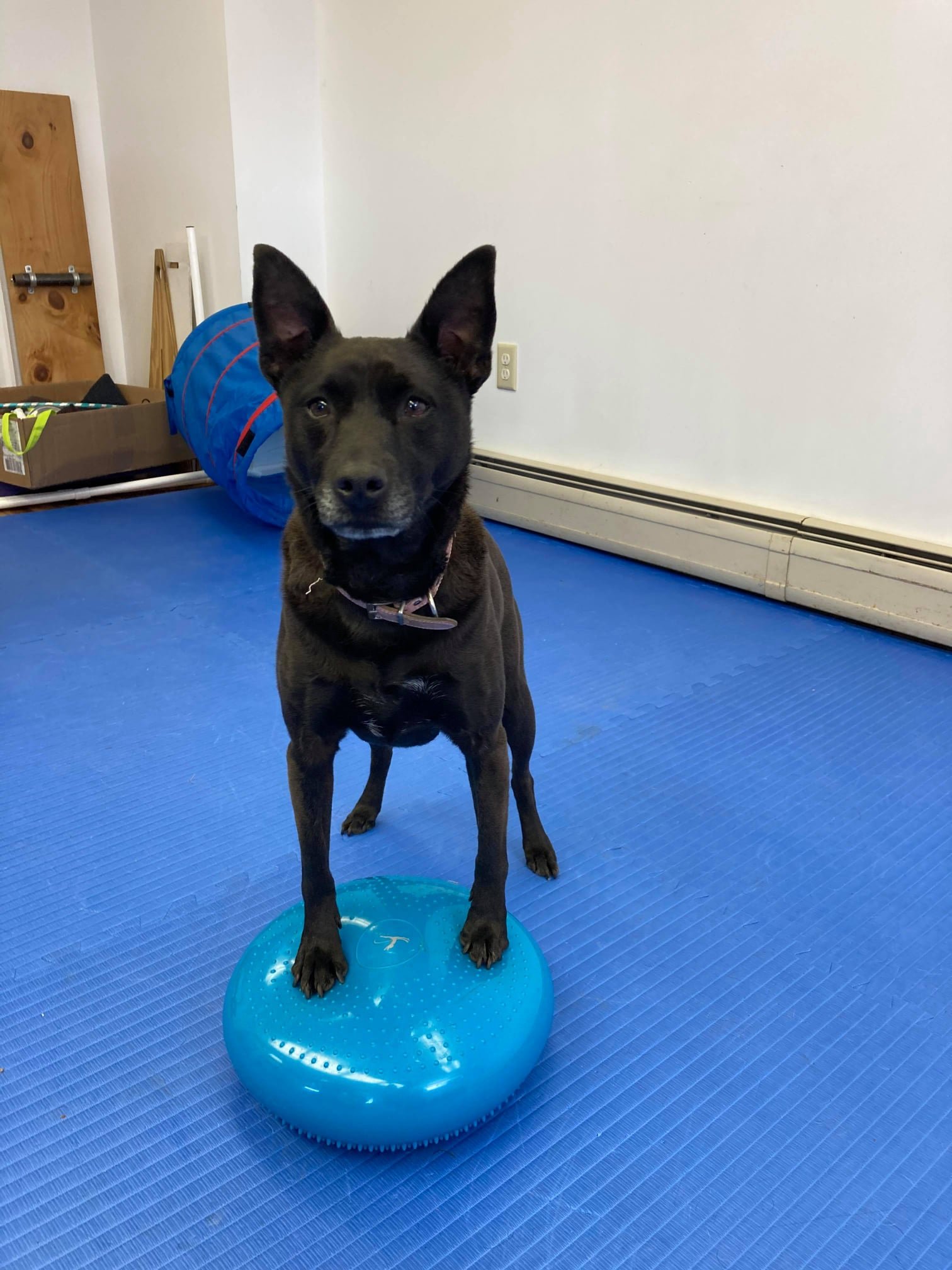 For Paws Dog Training LLC