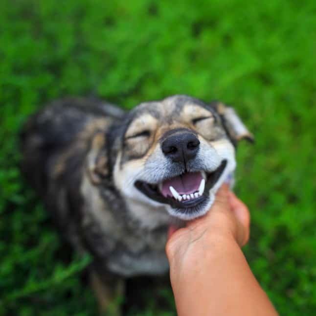 Highland Canine Training – Scranton