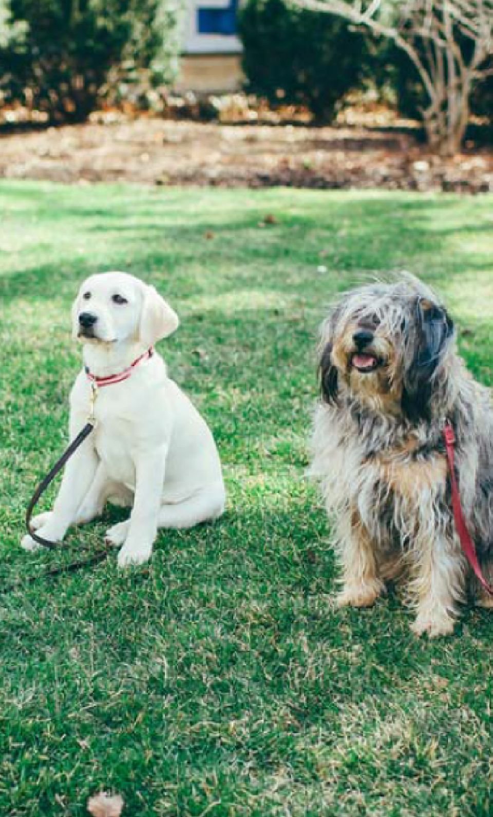 Digman Canine Academy
